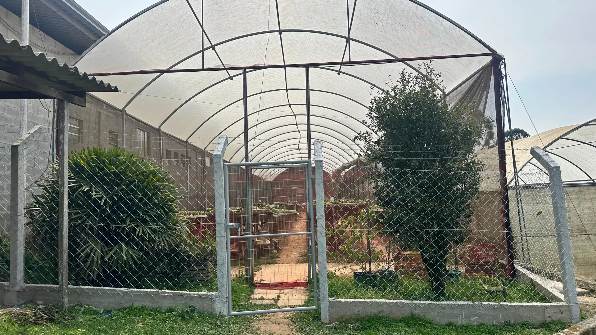 Interior da estufa de plantio da ABCMED, montada para produção de cannabis medicinal.