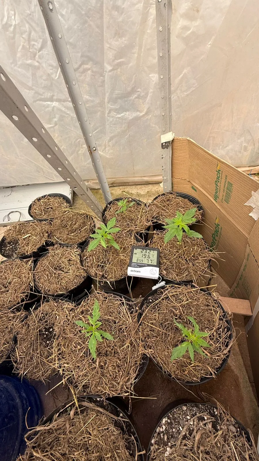 Primeiras mudas de cannabis brotando na estufa própria da ABCMED, em Curitiba.